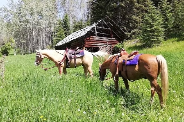 The Magic of The Canadian Mountain Life: A Guest's Journey at Montana Hill Guest Ranch