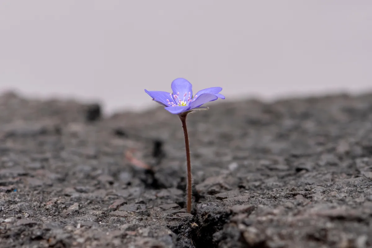 When Every "No" Hurts More: Rejection Sensitivity Dysphoria and IVF