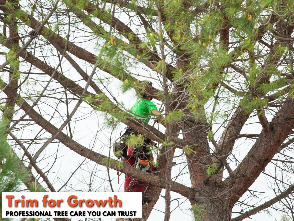 Tree Trimming Removal Service Seattle Restores Tree Safety