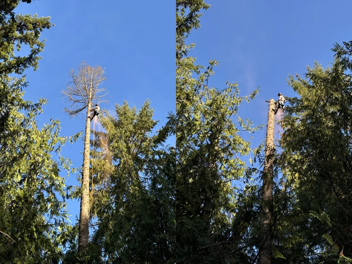 tree-trimming