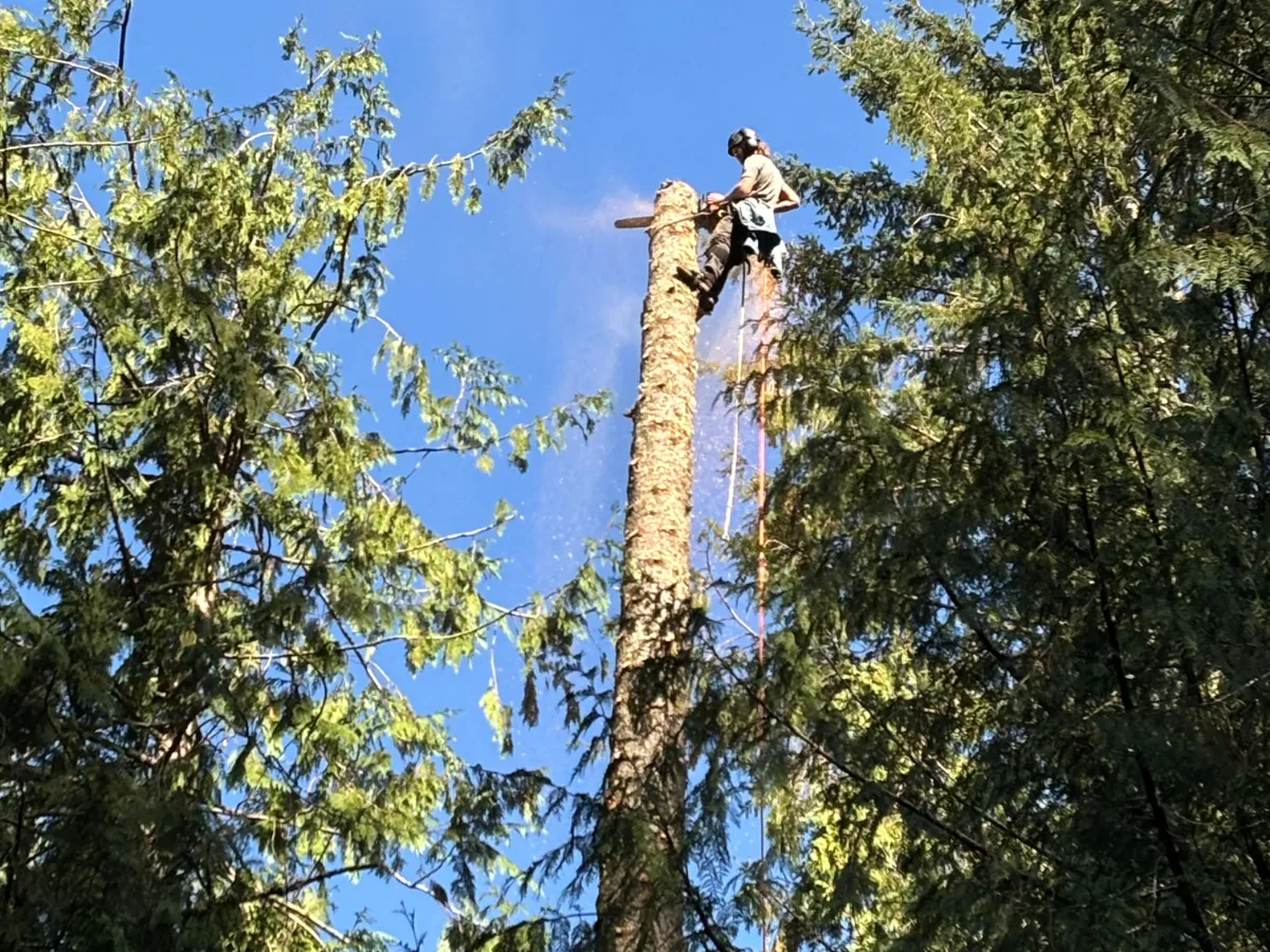 tree-services