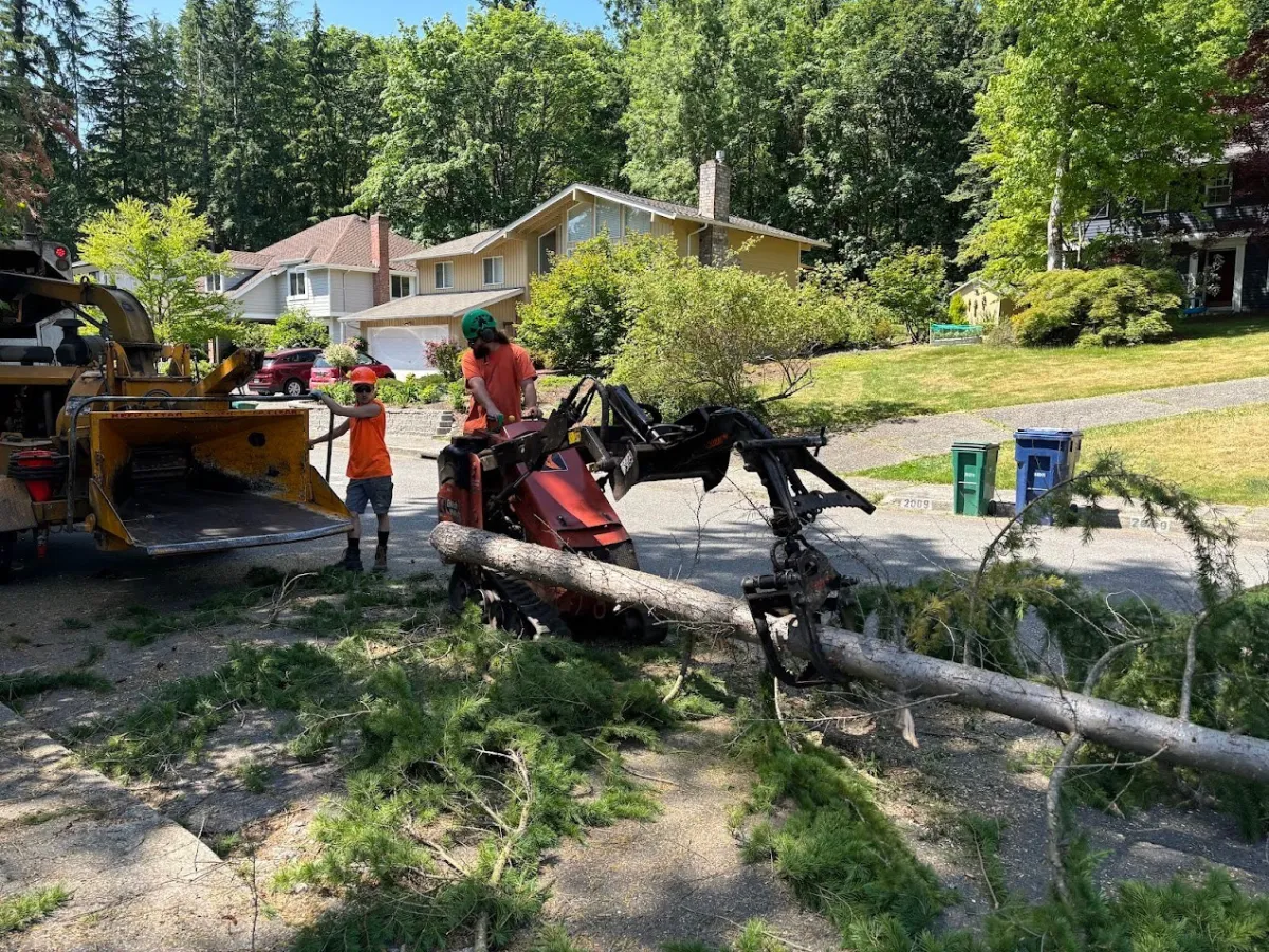 tree-removal-stump-grinding