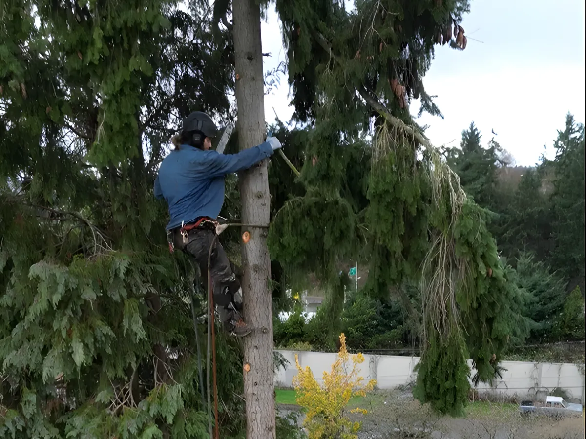 tree-pruning-vs-tree-trimming