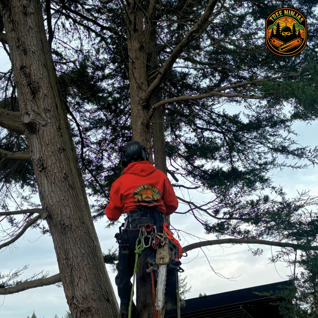 premium-tree-services