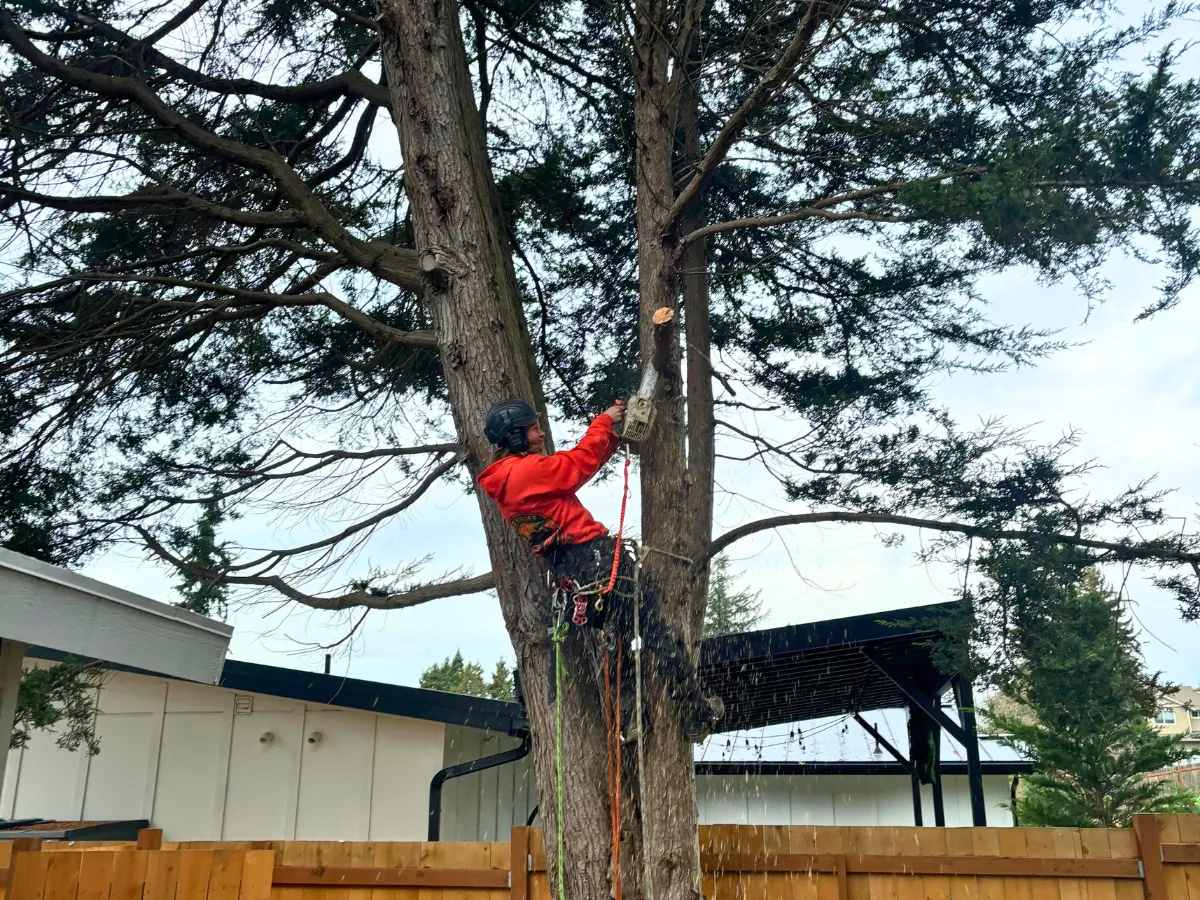 tree-trimming-services