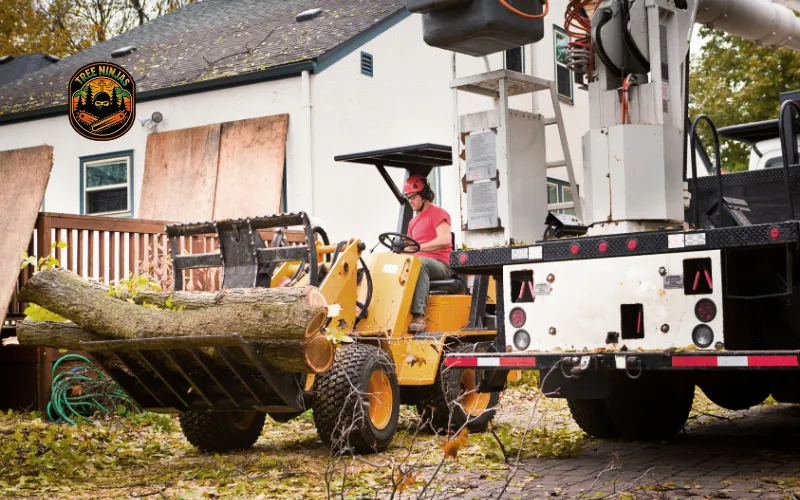 Emergency Tree Removal Services: A Homeowner’s Guide to Fast and Safe Action