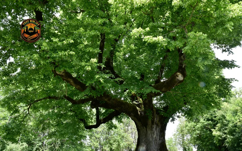 tree care specialist near me