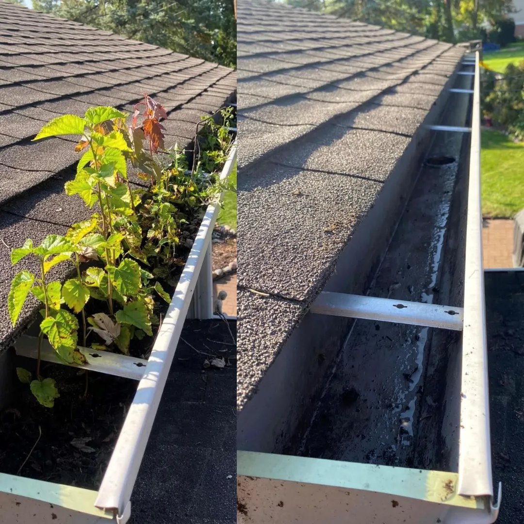 Before: gutter is overflowing with dirt & plants, water not draining. After: gutter is clean and water is draining