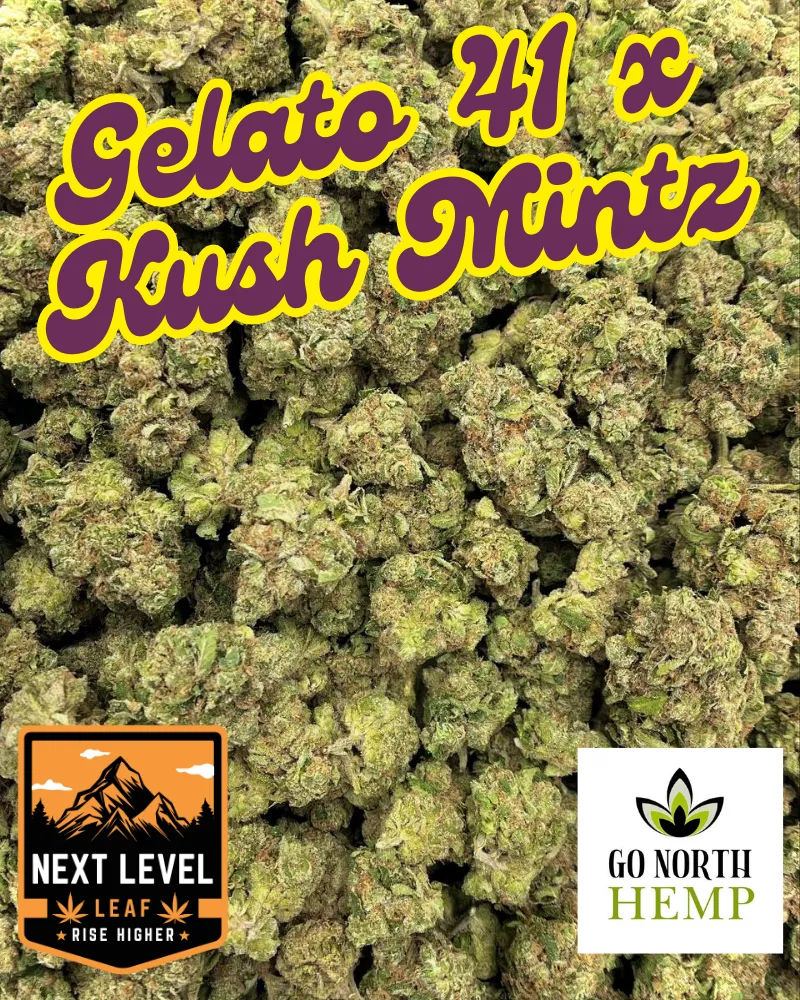 Gelato 41 x Kush Mintz