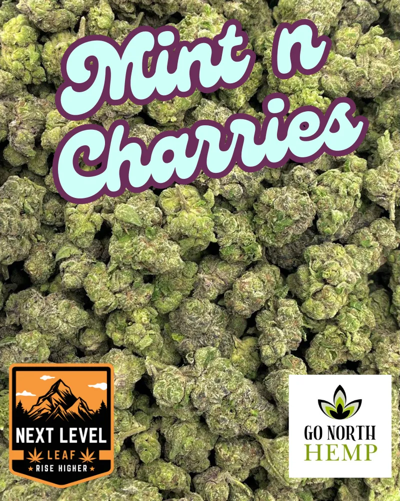 Mint N Cherries Big