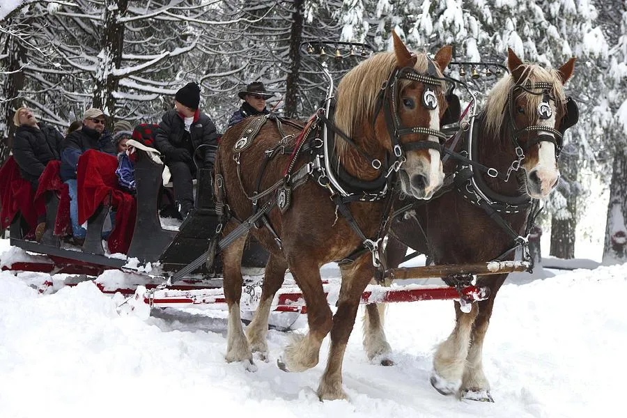 It’s A Covid Christmas!
