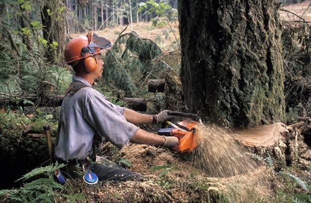 How to Know When It’s Time to Remove a Tree