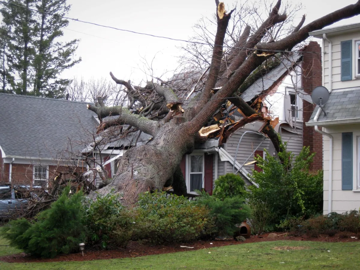 What Are The Best Tips for Removing Tree Debris After a Storm