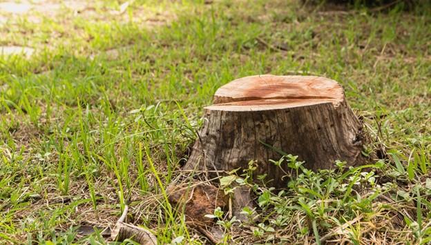 The Hidden Risks of Leaving a Tree Stump Behind
