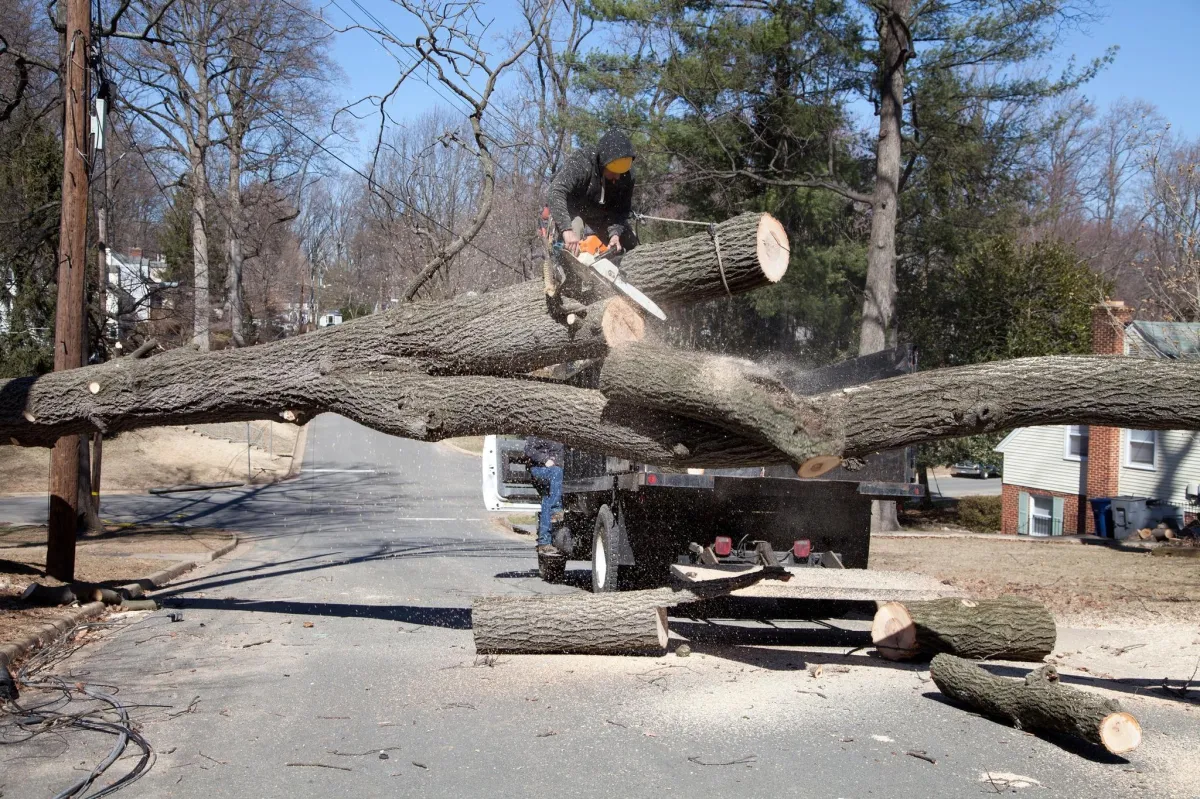What's The Real Cost of Delaying Tree Work