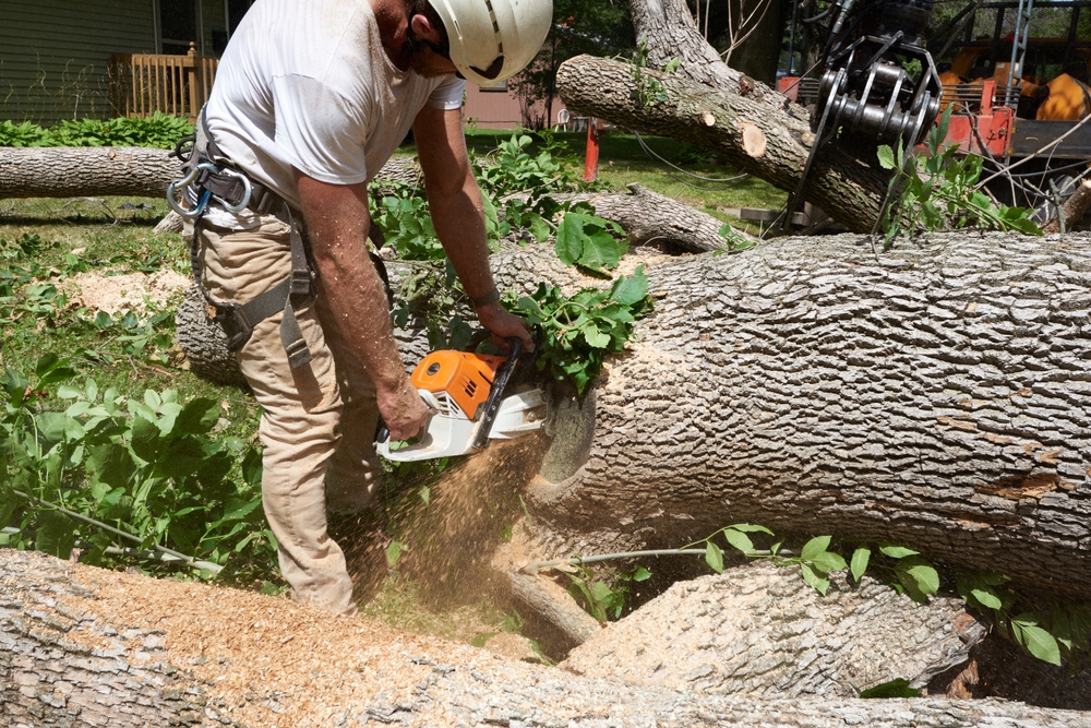 What’s Included in a Tree Removal Estimate?