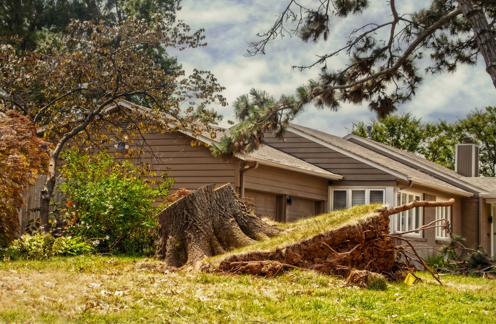 How a Tree Stump Can Lower Your Home’s Value
