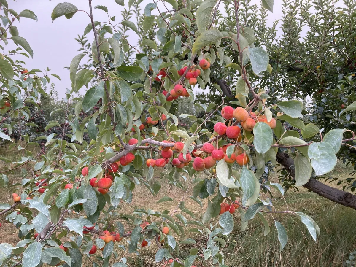 The Cozy Ritual of Apple Picking: A Slow Living Guide to Autumn’s Sweetest Harvest