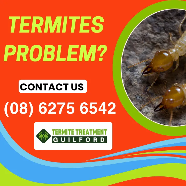 termite-extermination-guilford
