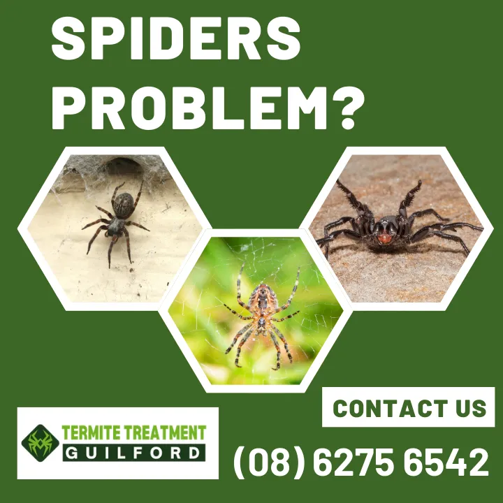 identifying-common-australian-house-spiders