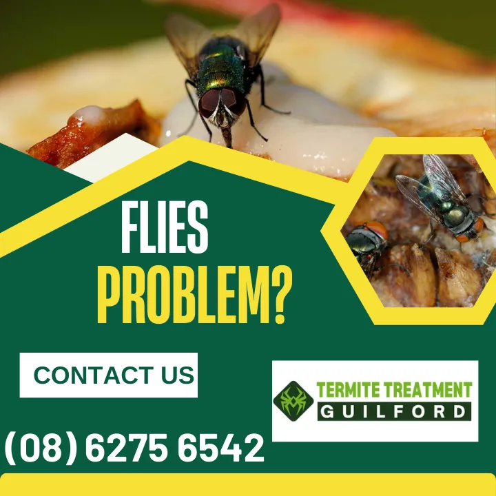 best-fly-control-tips