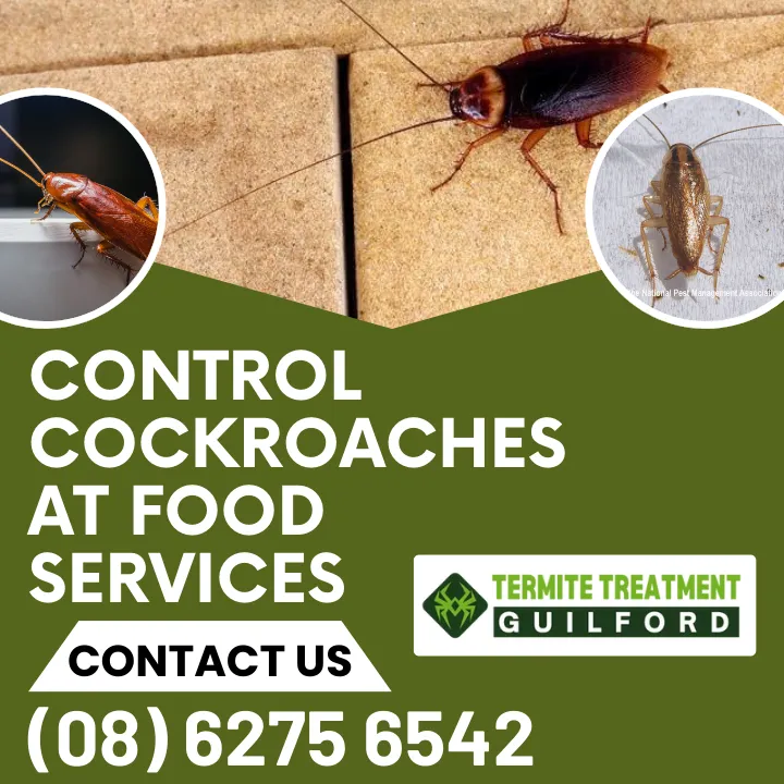 restaurant-cockroach-solutions