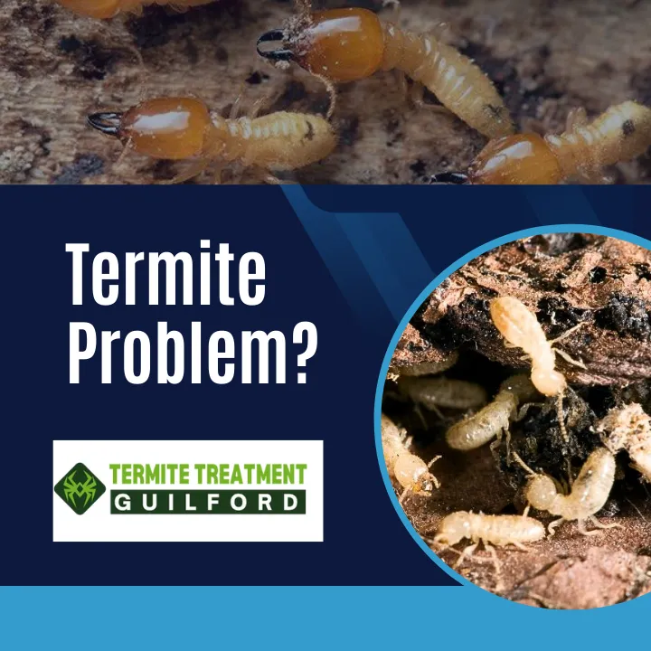 what-to-do-when-you-notice-termite-activity