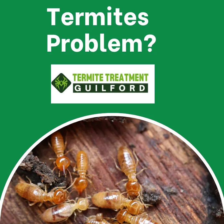 thermal-termite-detection-perth