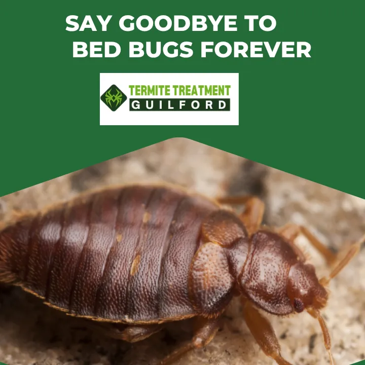 bed-bug-eradication-perth
