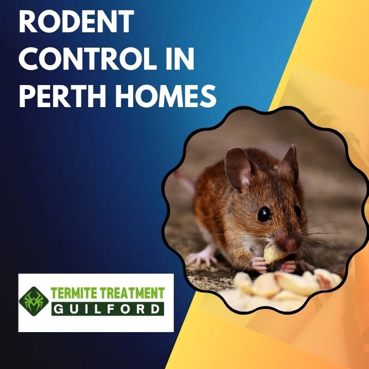 Professional rodent control and baiting in a Perth home.