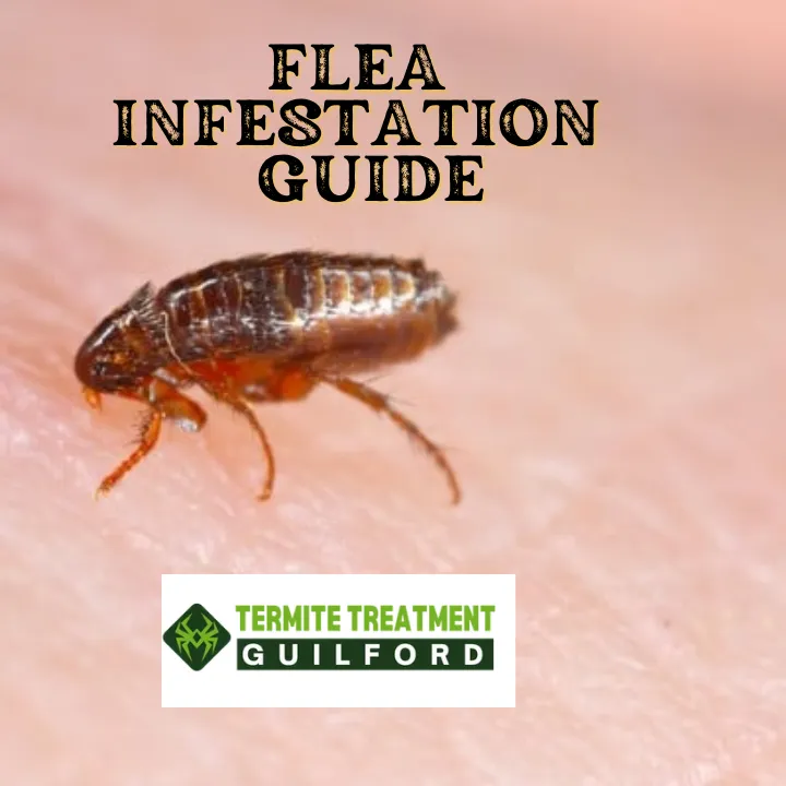 Close-up of fleas on a pet’s fur and in a home environment.