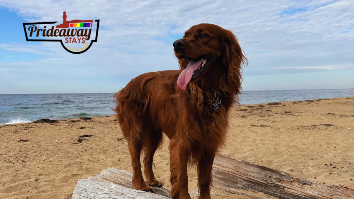 Designing a Dog-Friendly Space: Tips for Creating Welcoming Environments in Provincetown Short-Term Rentals