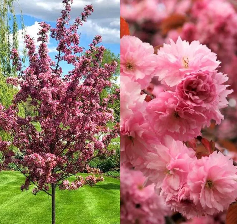 Sakura "Royal Burgundy"