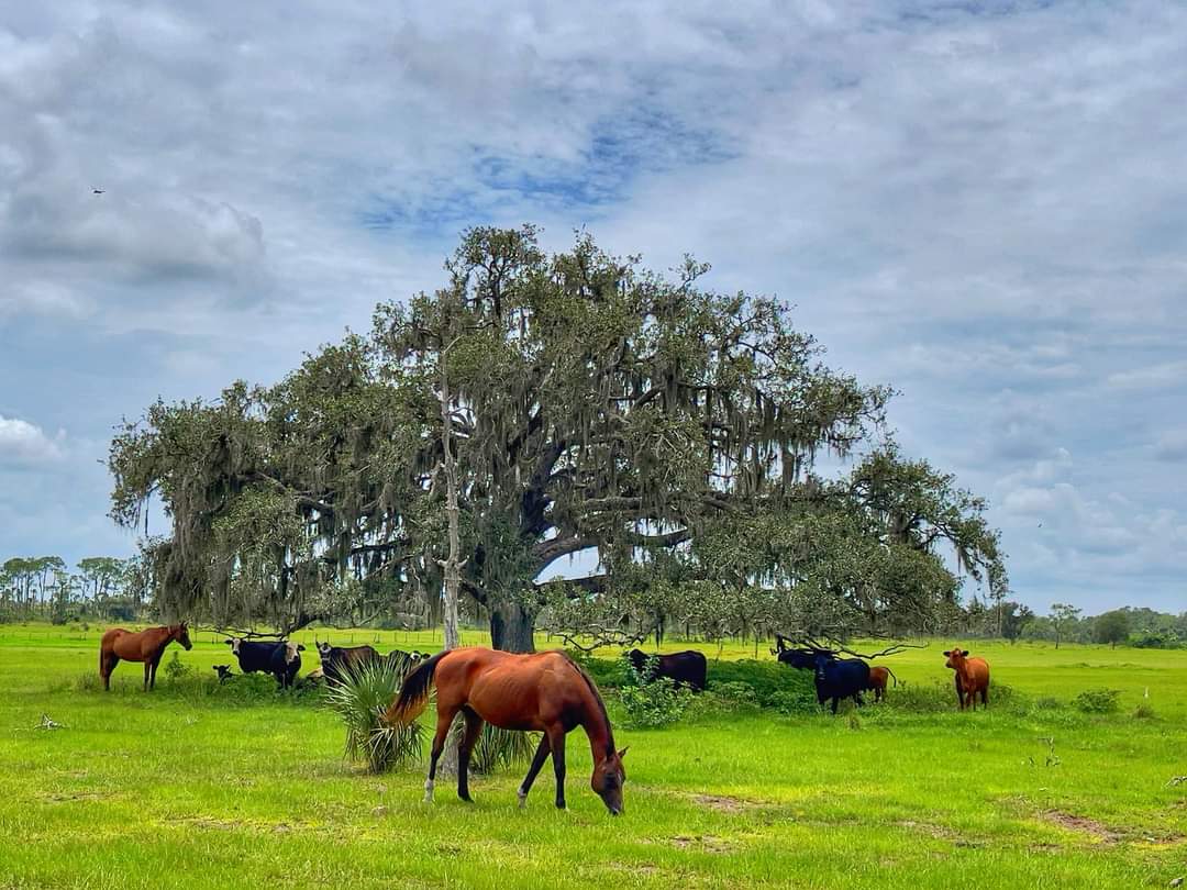 pasture with horses