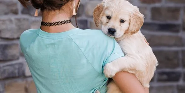 Mini Golden Retrievers