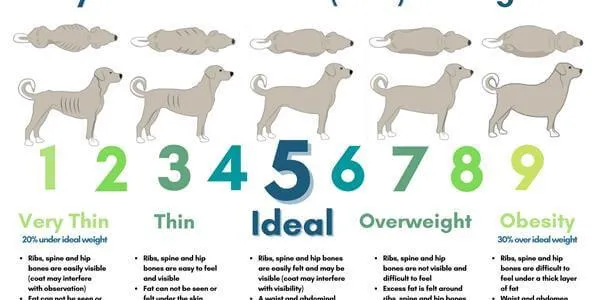 Calories for Nursing