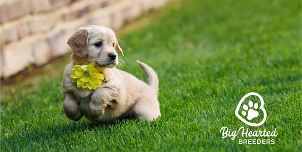 Train Your SIX Week Old Puppies