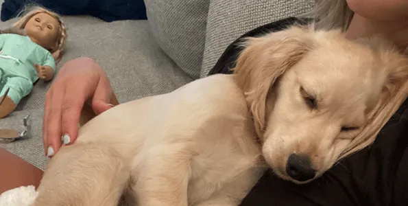 Why a Miniature Golden Retriever is the Right Dog for Your Family