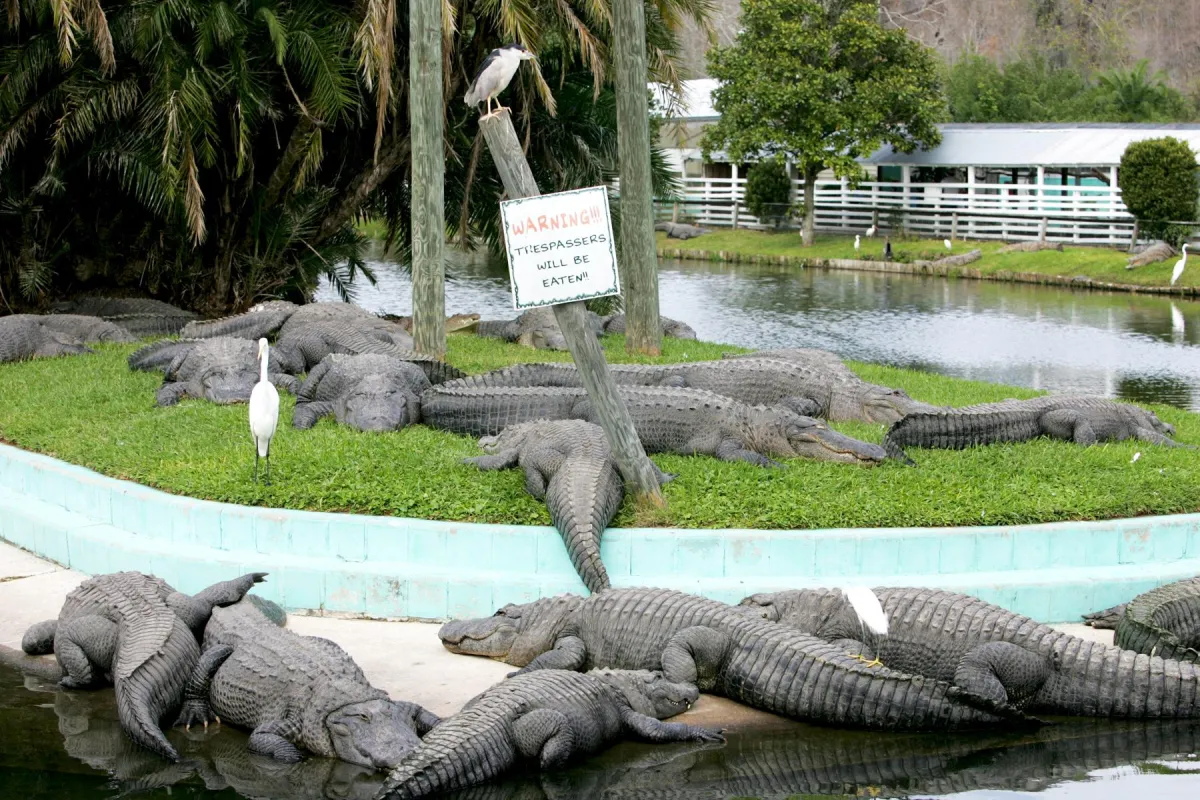 Get Wild at Gatorland: Florida’s Ultimate Adventure Spot