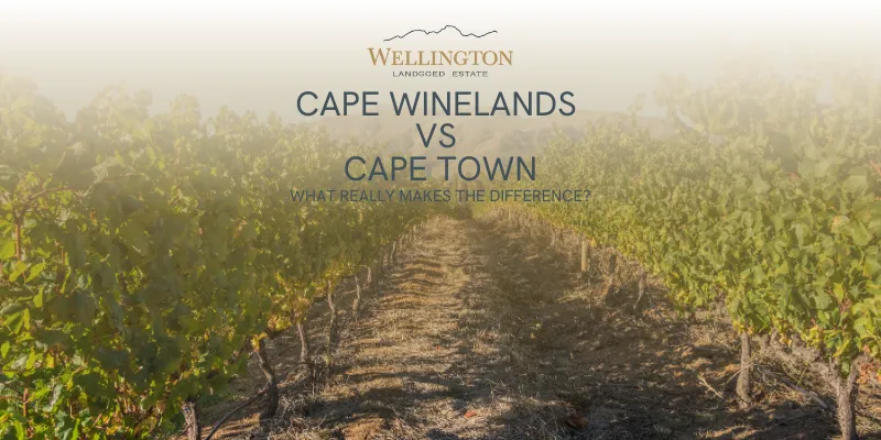 Cape Winelands vs Cape Town: What Really Makes the Difference?