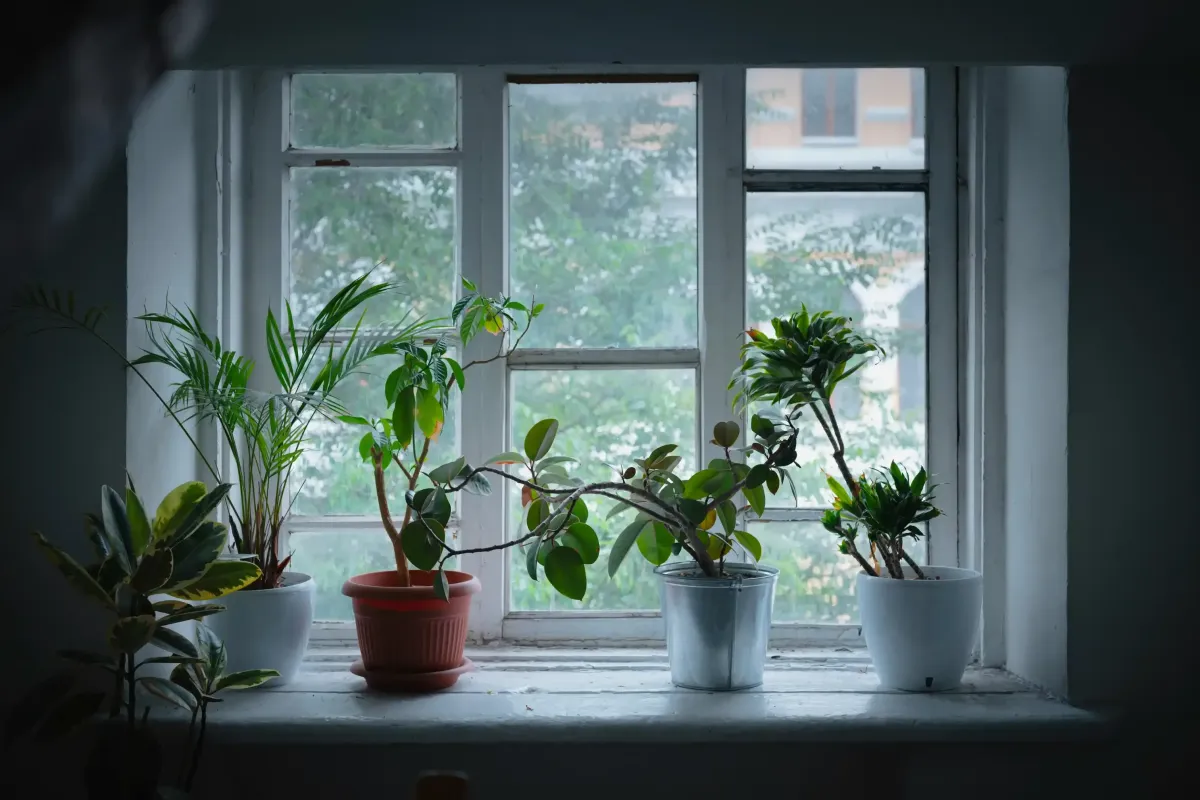 Plants at an Airbnb
