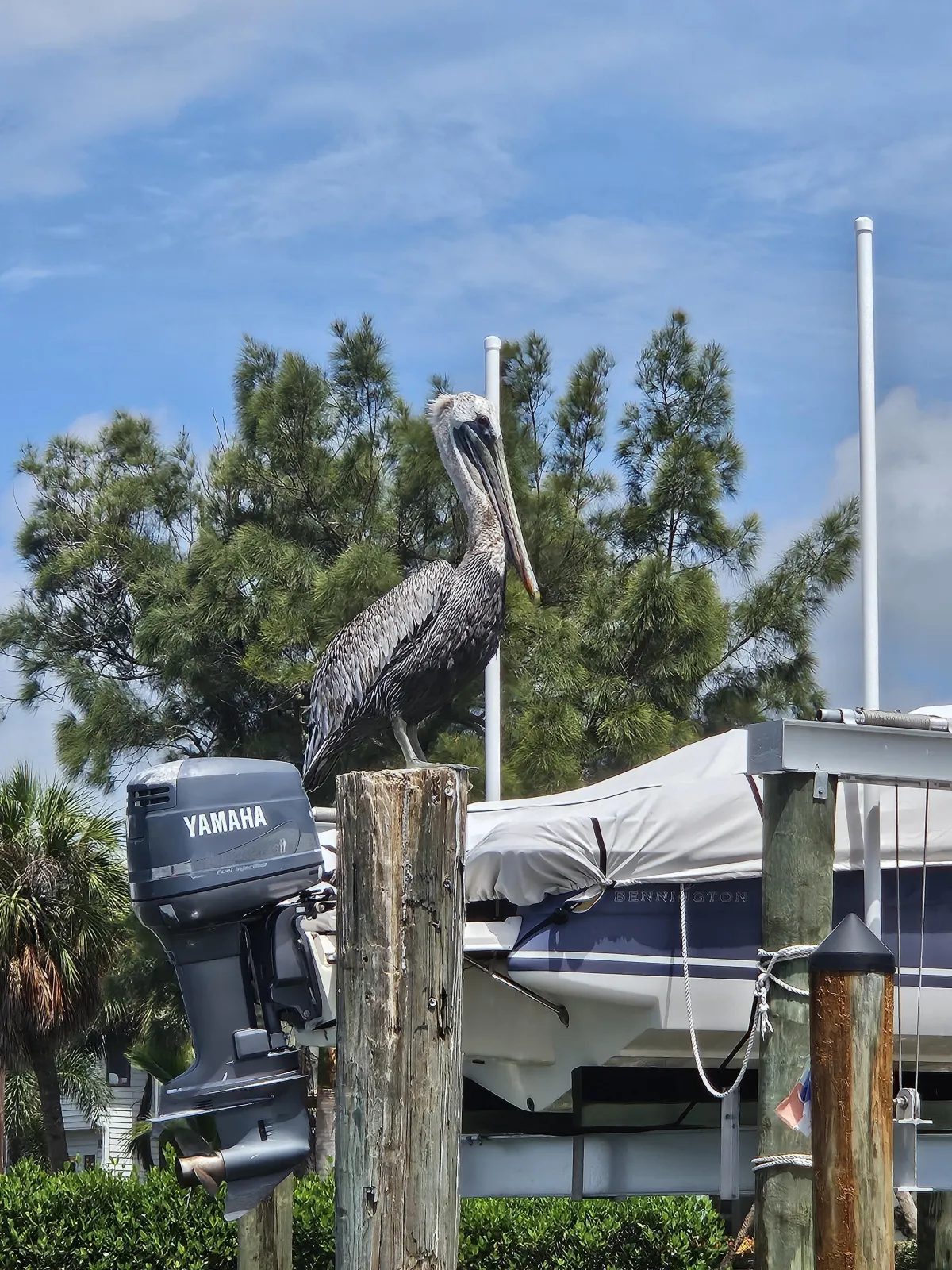 Pelican perched on top of wooden dock 
