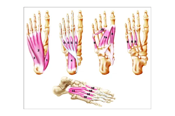 A picture showing the intrinsic musculature of the human foot