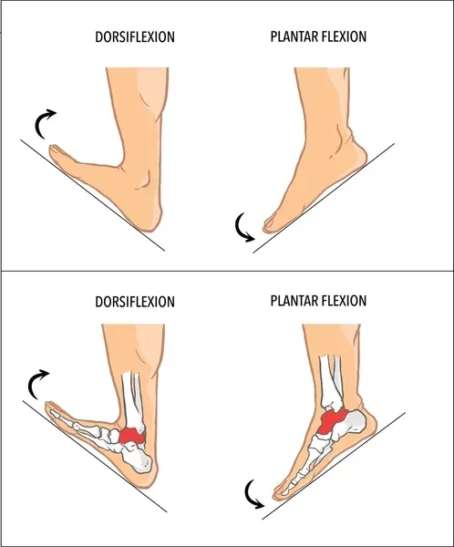 A diagram showing dorsiflexion and plantar flexion