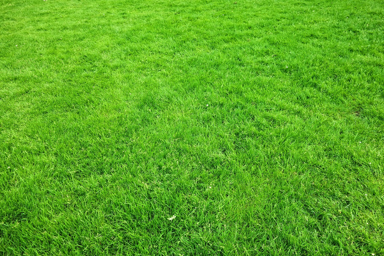 A well-maintained green lawn being mowed for a healthy, beautiful yard.