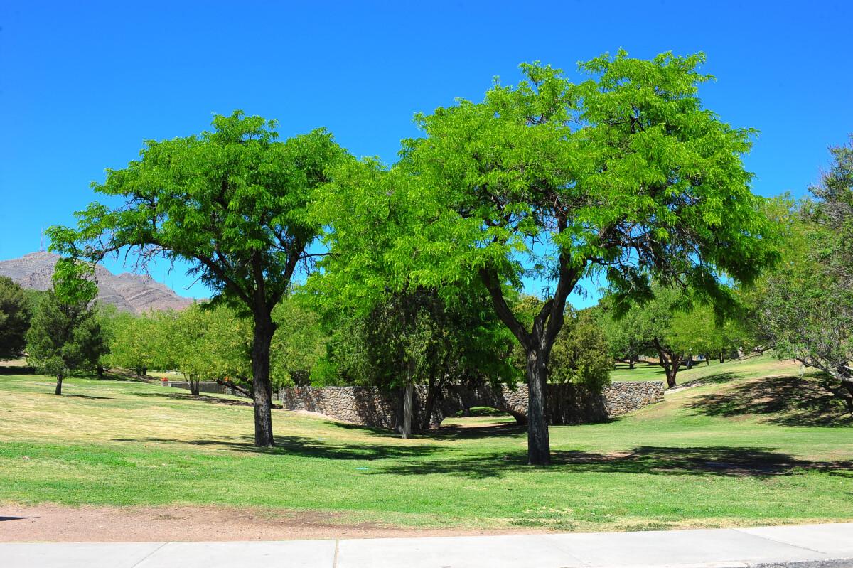 El Paso’s Hidden Gem: Memorial Park – Where Nature, Fitness, and Fun Collide