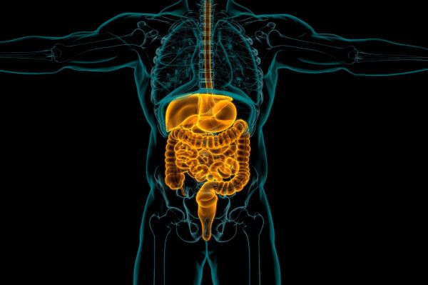 microbiota intestinal y su impacto en la salud