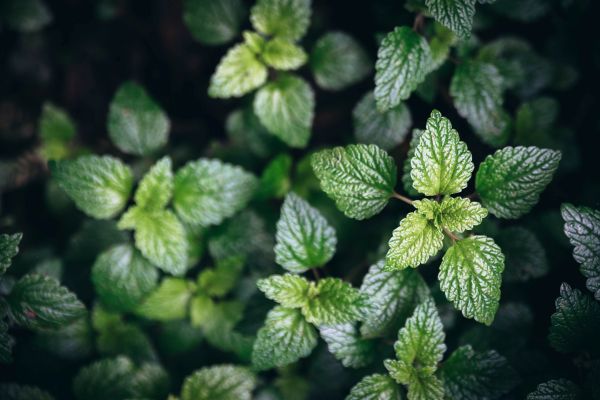 Plantas que ayudan a reducir ansiedad y recuperar el enfoque – Parte 2