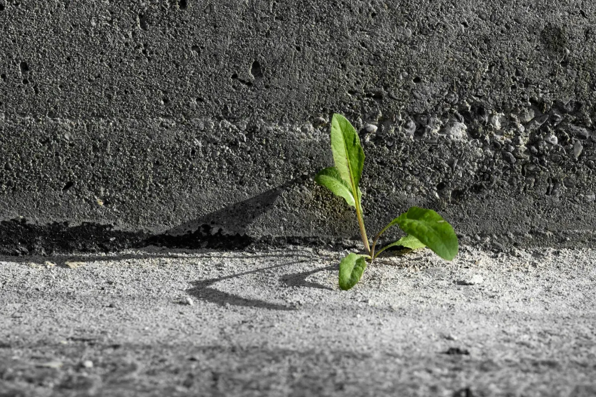 Cultural Transformation - The Mindful Path to Organizational Evolution