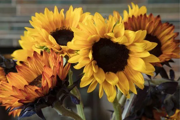 Cut Sunflower Bouquet Near Me